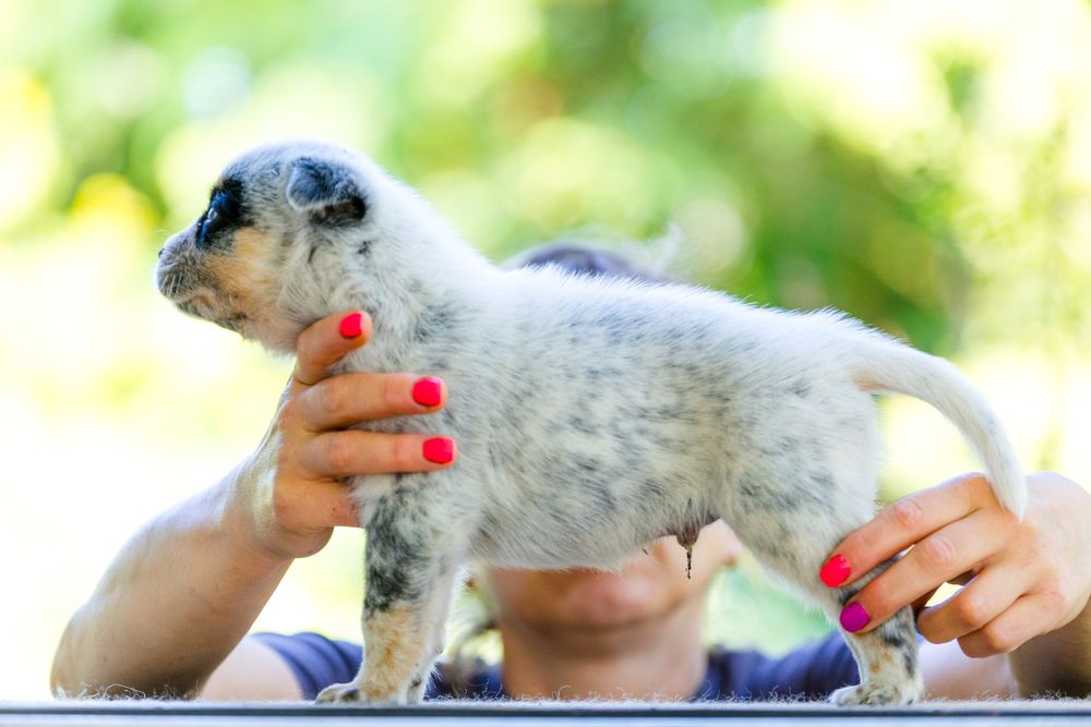 Australian Cattle Dog mascul