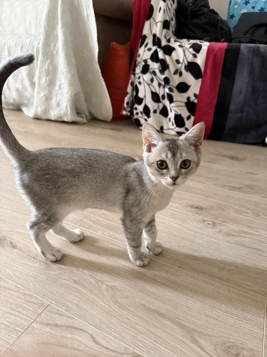 Котёнок, помесь британца — ищет любящий дом