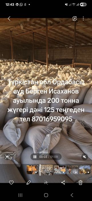 Жүгері дәні. Кукуруза