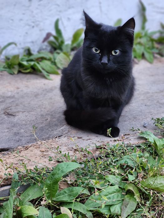 Срочно отдам котенка в добрые руки!