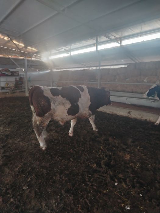 Smental buqa 1 yosh 2 oylik