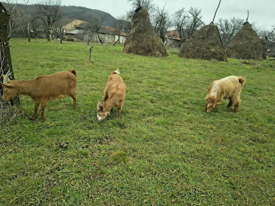 De vânzare baloți de fân + 2x capre cu țap