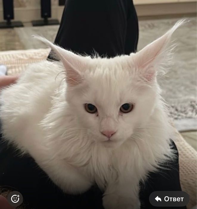 Кот Мейн Кун 6 месяцев
