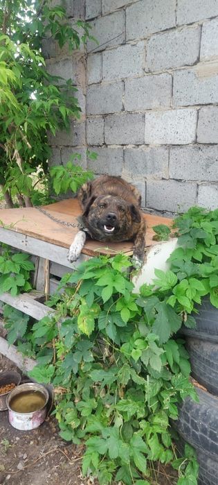 Отдам в добрые руки