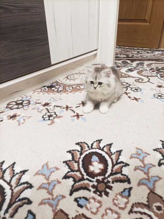 Котята.  Мама британская. Папа шиншила