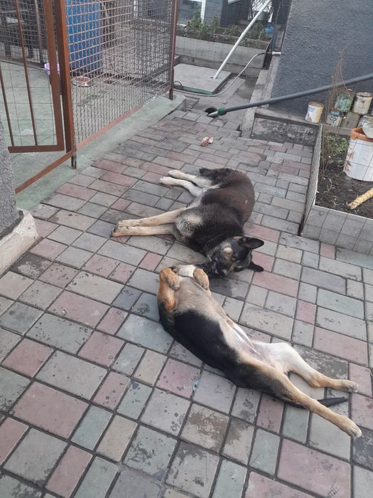 Продам щенят немецкой овчарки