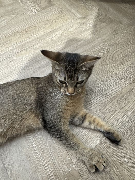 Аббесинская кошка, 6 месяцев