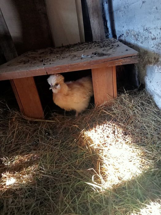 Петухи китайские