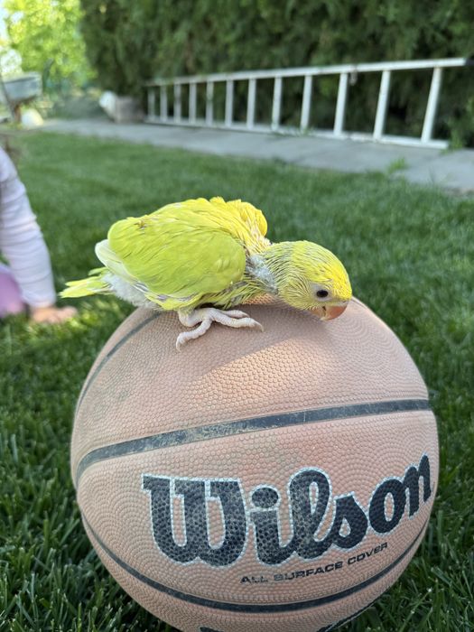 Papagali vorbitori puiuti blanzi micul alexandru alexander