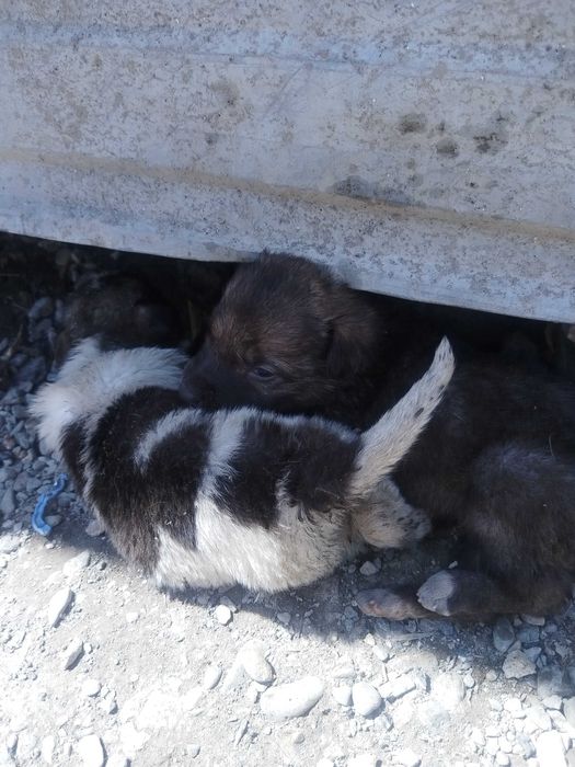 Отдам щенков в добрые руки
