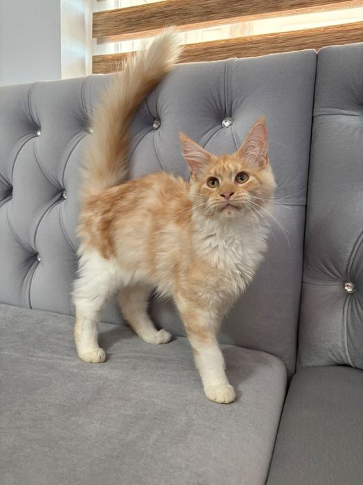 Femela maine coon