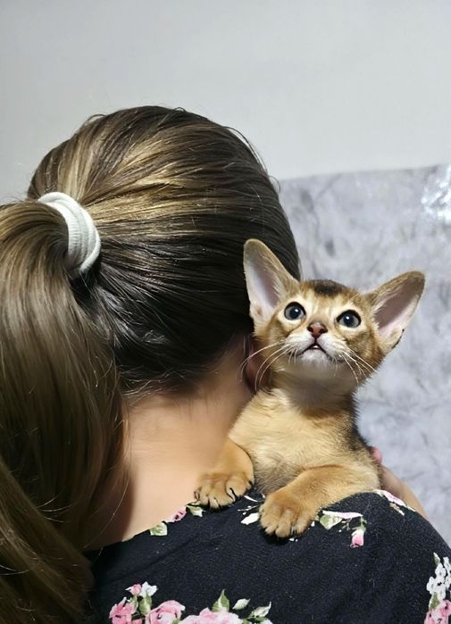 Абиссинские котята
