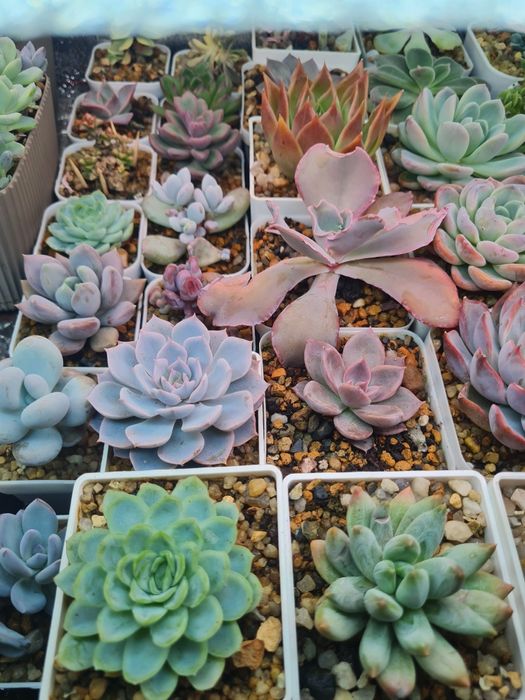Суккуленты,цветы домашние