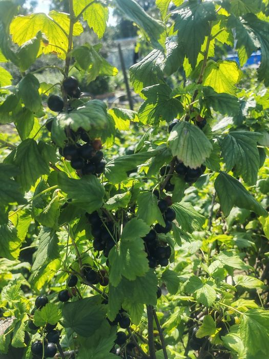 Продам черную смородину