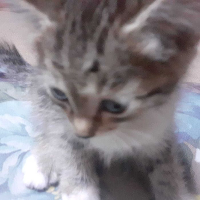 Отдам в хорошие руки