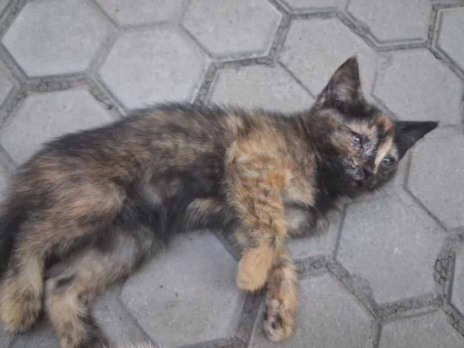 котята  3 месяца