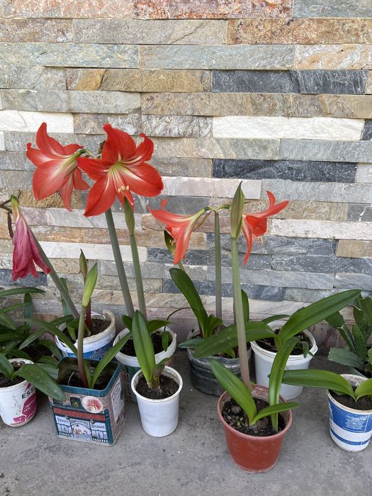 Амаралис гуллари. Цветы комнатные