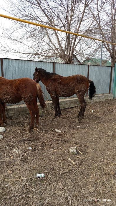 Продам два жеребчика спокойный