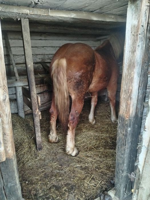 Mânz de vânzare foarte cuminte