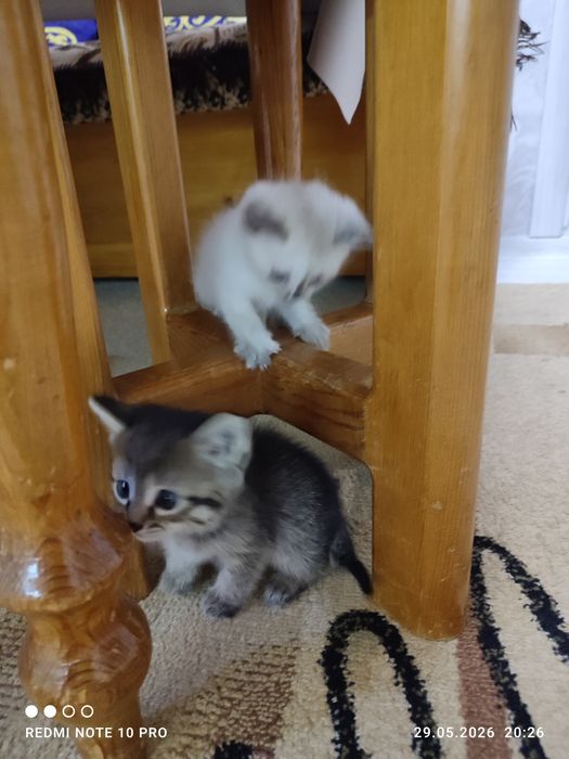 Отдам котят бесплатно