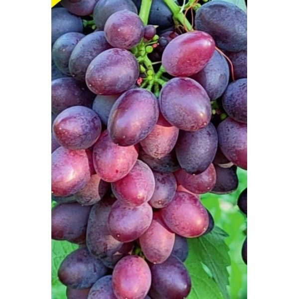 Butasi vita de vie!!!