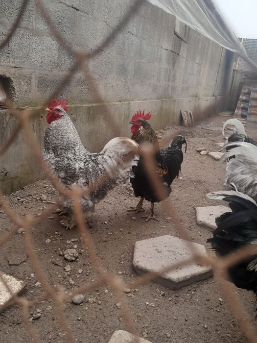 Хурозлар сотувда