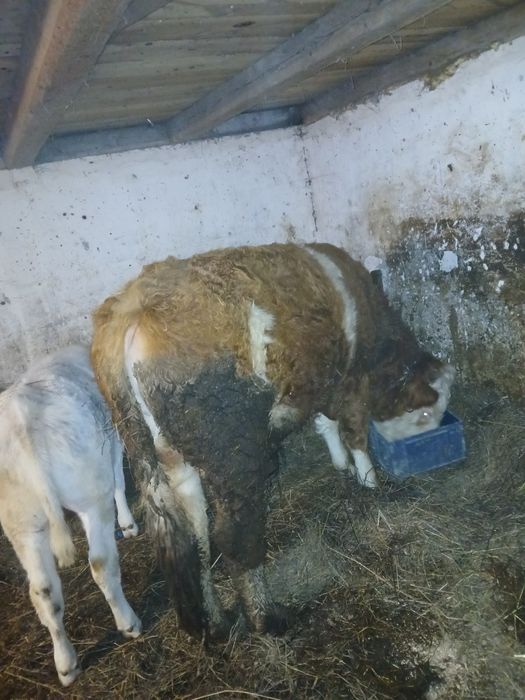 Vând taur bun de monta.