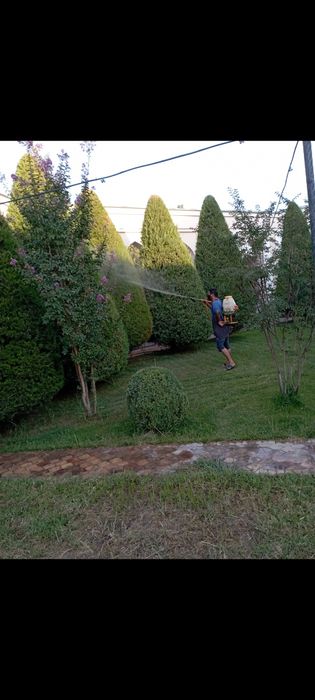 Gazon oʻrish archa kesish 12 -yillik agranom