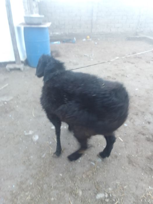 Бір жасар қошқар сатылады