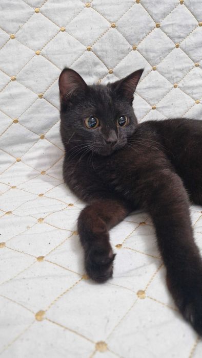 Котёнок-девочка Буся ищет дом и надёжных хозяев