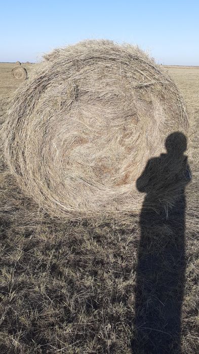 Сено в руллонах!