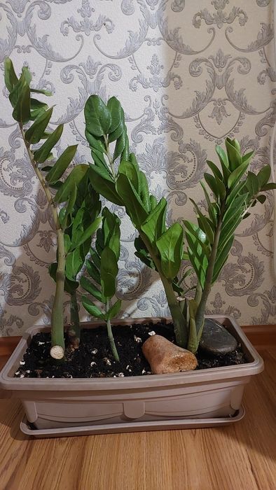 Срочно! Замиокулькас