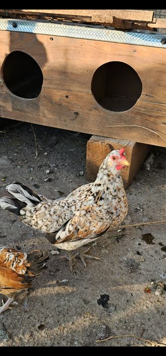 Găini pitice  de vanzare