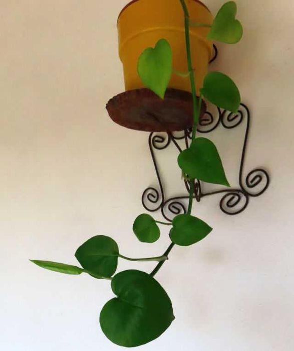 Golden Pothos - plantă nepretențioasă și frumoasă-vând sau schimb