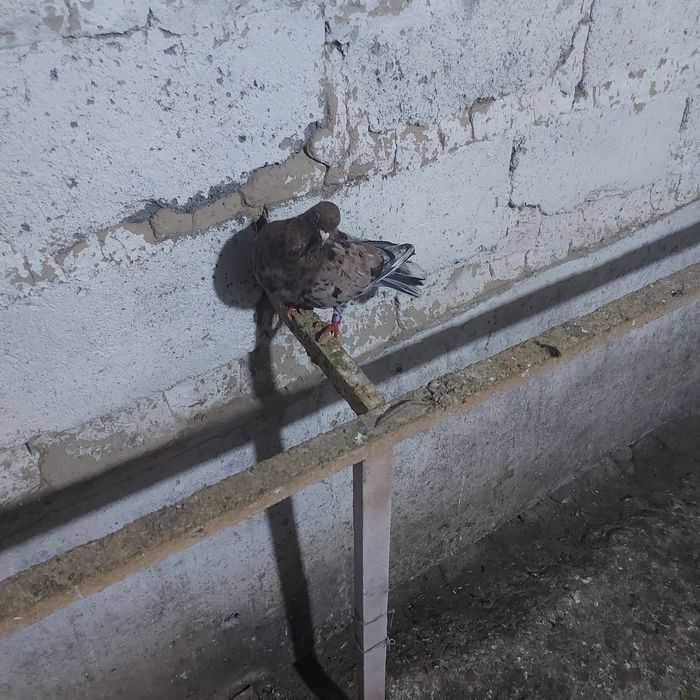 Орех самка ширик 17хвост