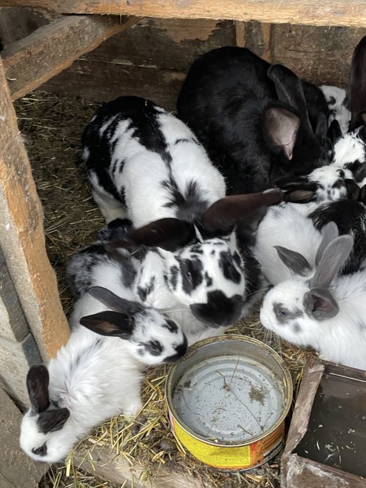 Vând iepuri puiuți