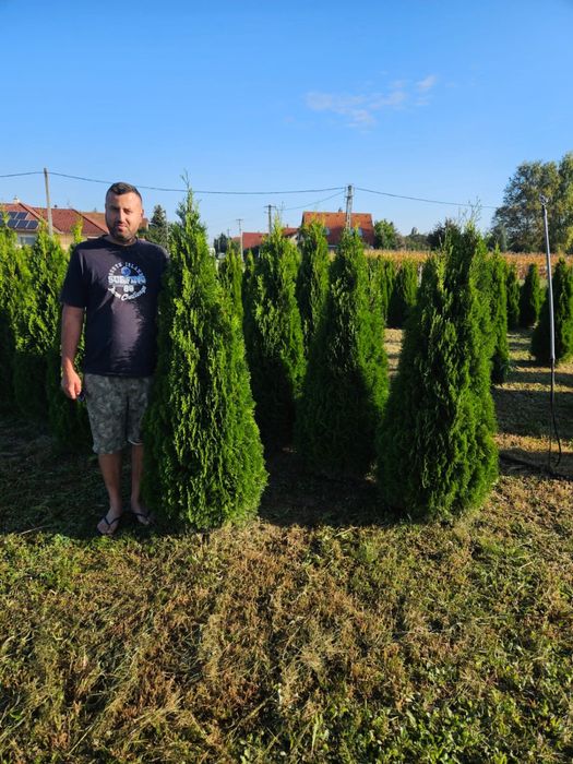 Tuia smaragd calitate extra