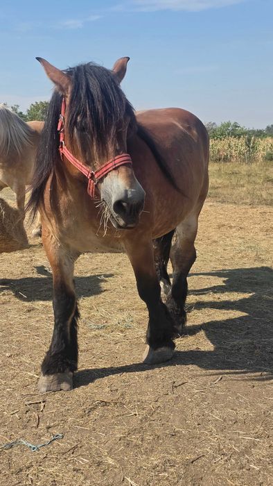Iapa Ardenezá gestanta 15 ani si minz de 4 luni