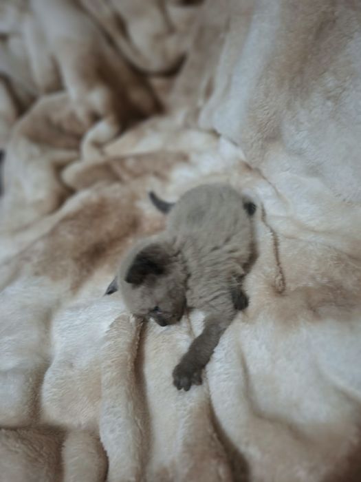 Котята бесплатно