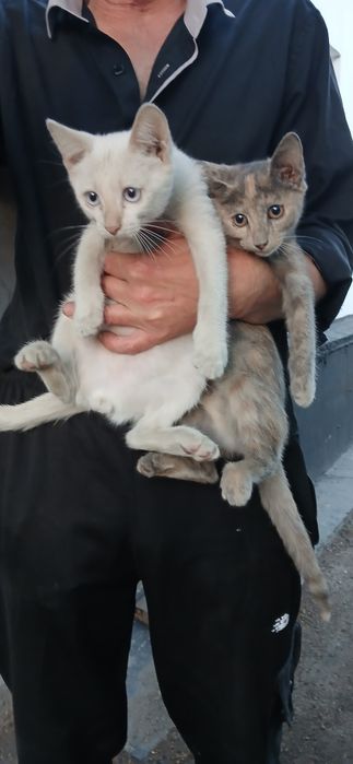 Котята крысыловы