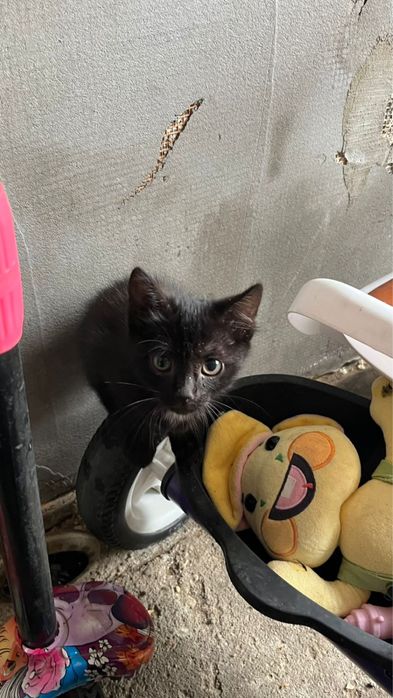 Отдам котенка бесплатно