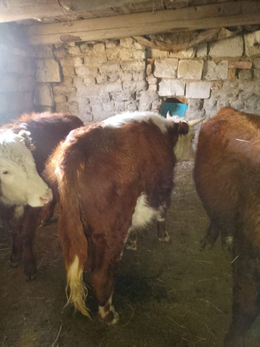 Продается бычки.