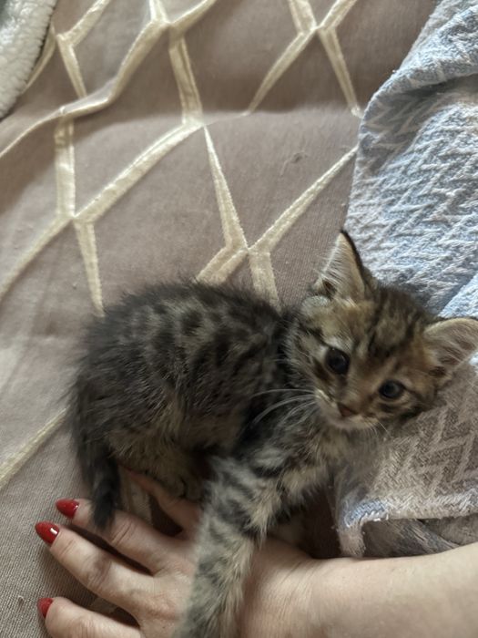 Котенок отдам даром