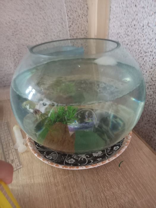 Pești betta masculi foarte frumoși