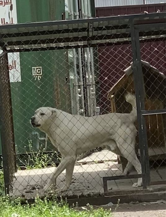 Среднеазиатская овчарка