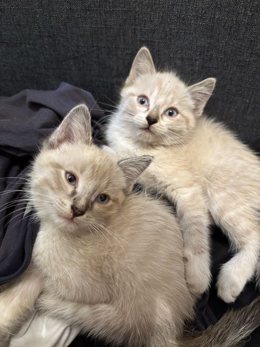 Котята сиамец и охос азулес