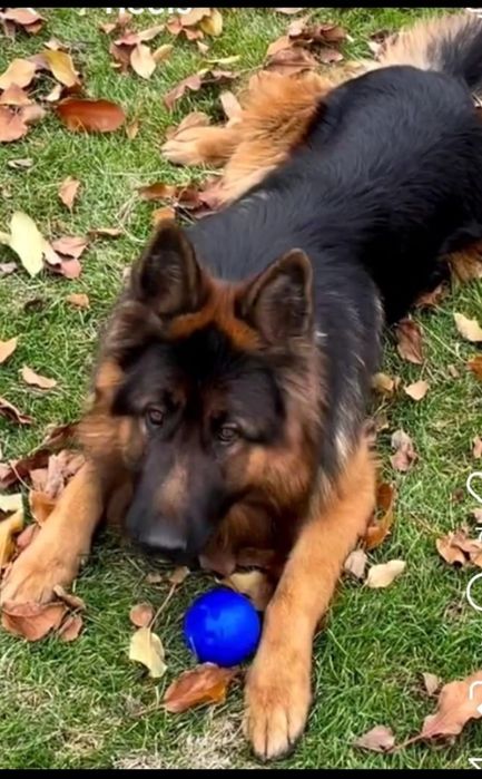 Продаю щенков немецкой овчарки