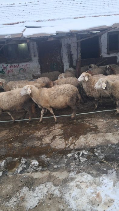 Продават се овце редовни