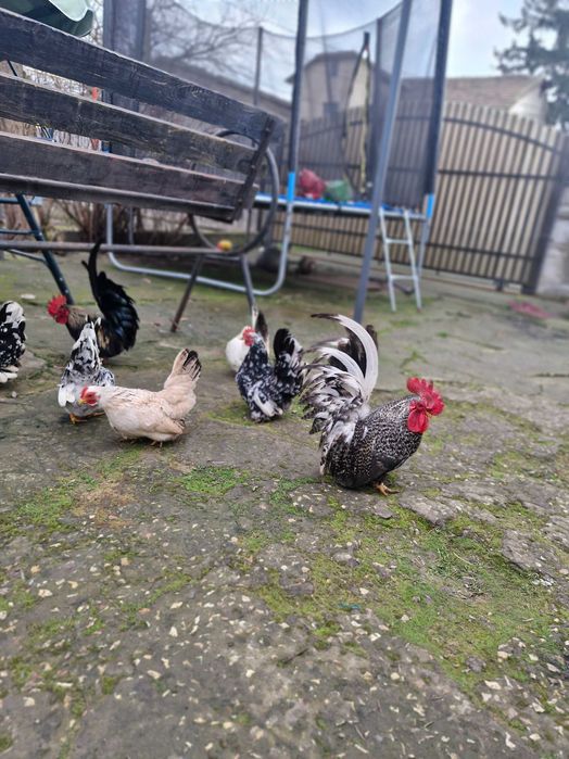 Gainusi chabo de vanzare.