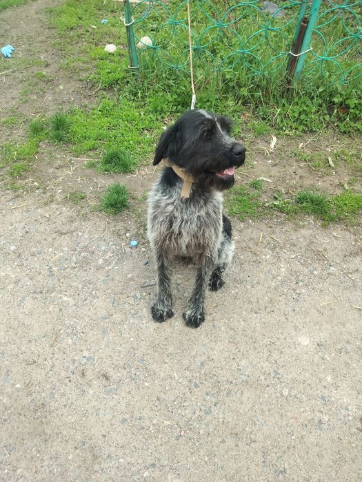 Продается годовалый кобель Дратхаара.